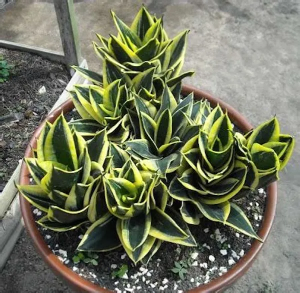 Sansevieria_Trifasciata_(Jade_Dwarf_Marginata_)